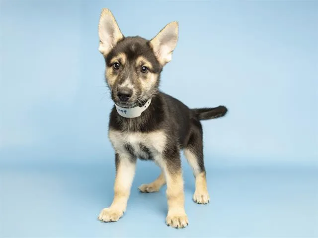 A baby small-sized female German Shepherd Dog dog named Lemon for adoption in Phoenix, AZ