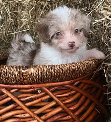 A baby small-sized female Miniature Poodle dog named Macchiato for adoption in Belmont, NY