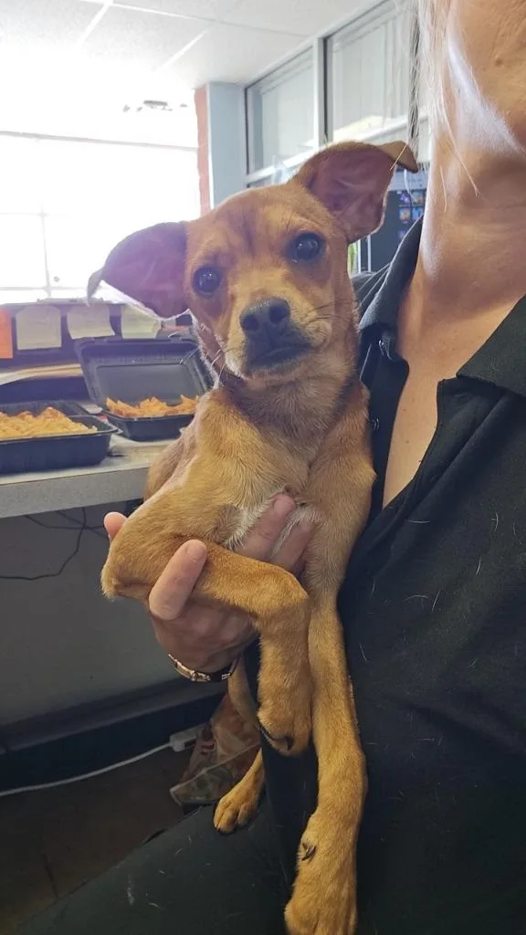 A young medium-sized male Chihuahua dog named Wrigley for adoption in Marion, OH