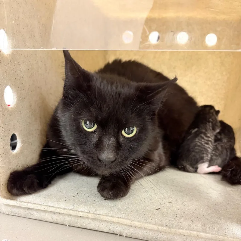 An adult large-sized female Black Domestic Short Hair cat named Salem for adoption in Philadelphia, PA