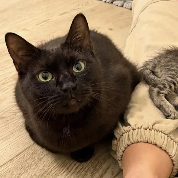 Salem thumbnail 2