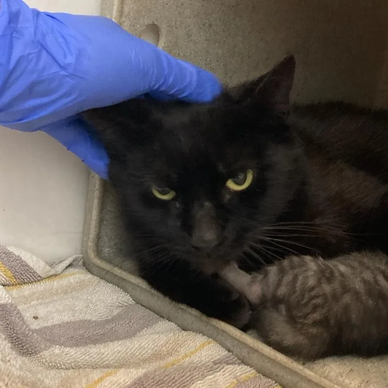 Salem thumbnail 6
