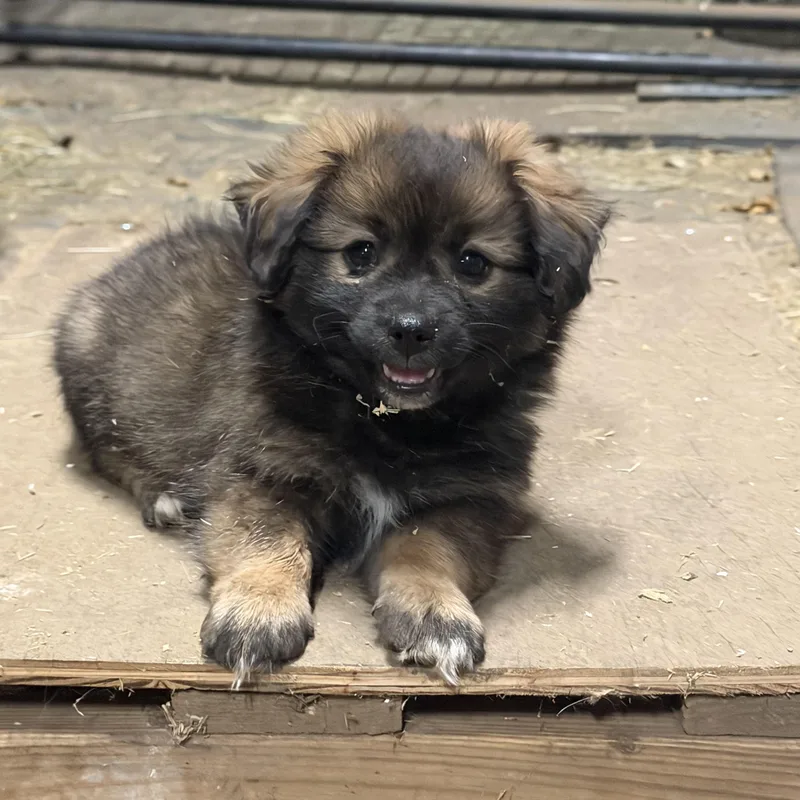 A baby small-sized male Chihuahua dog named Kodiak The Fluffiest for adoption in woodland, CA