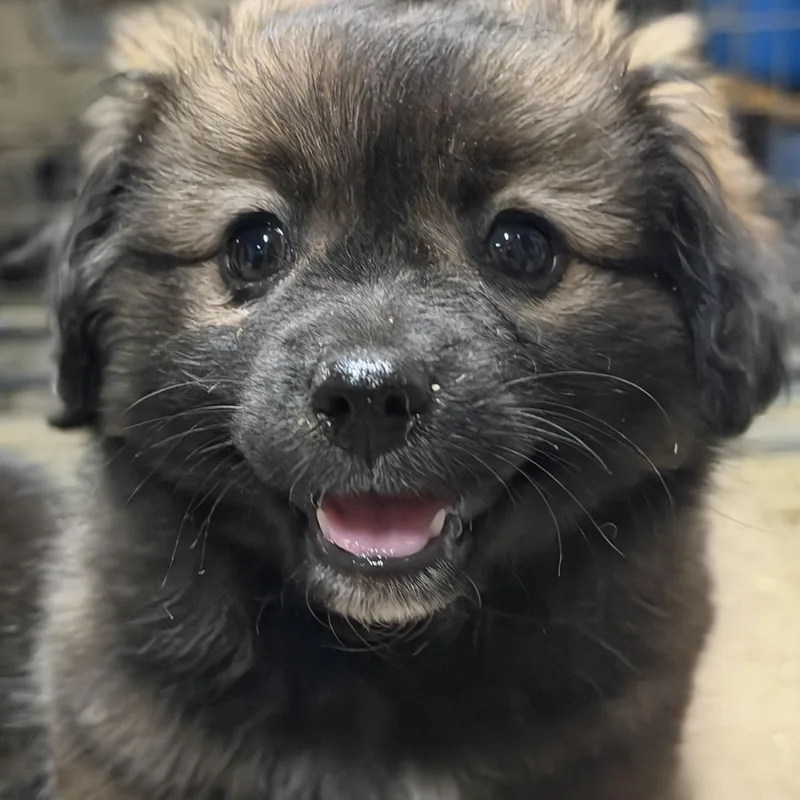 Kodiak The Fluffiest thumbnail 2