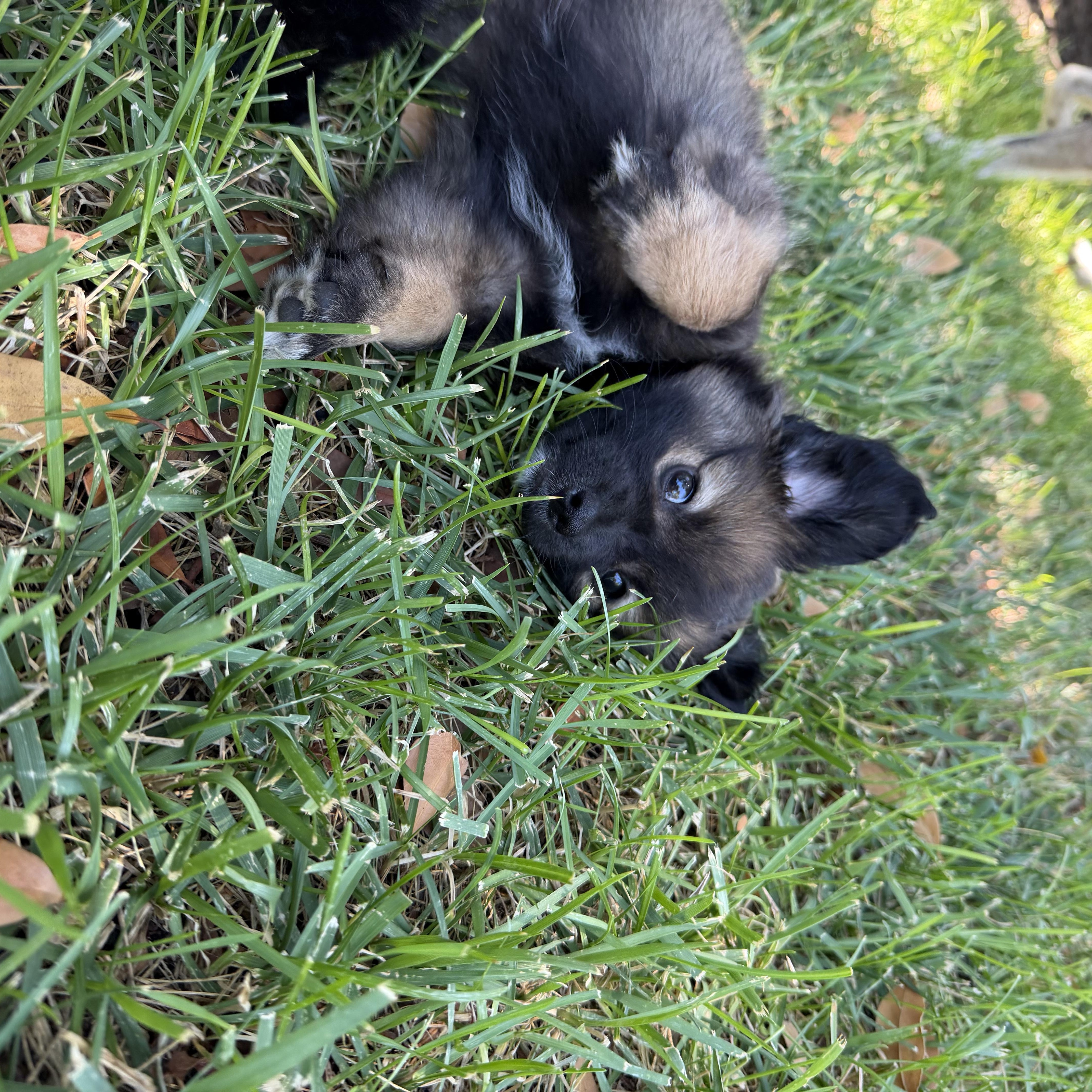 Kodiak The Fluffiest thumbnail 3
