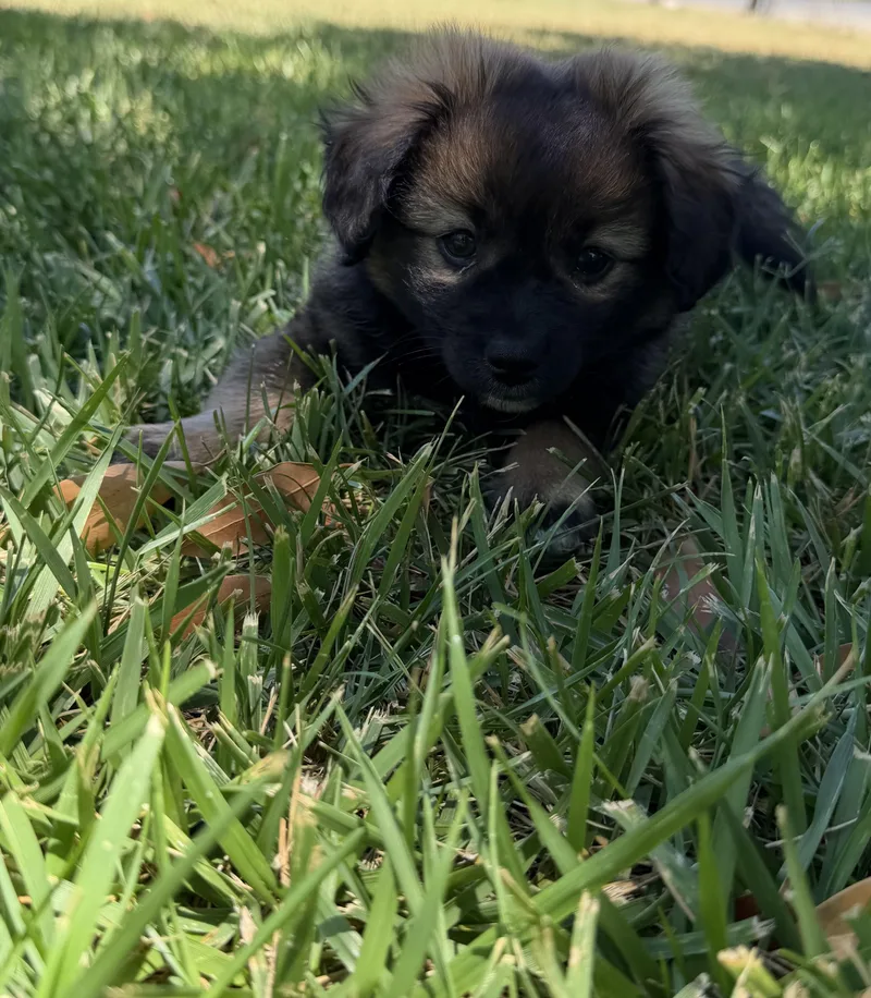 Kodiak The Fluffiest thumbnail 4