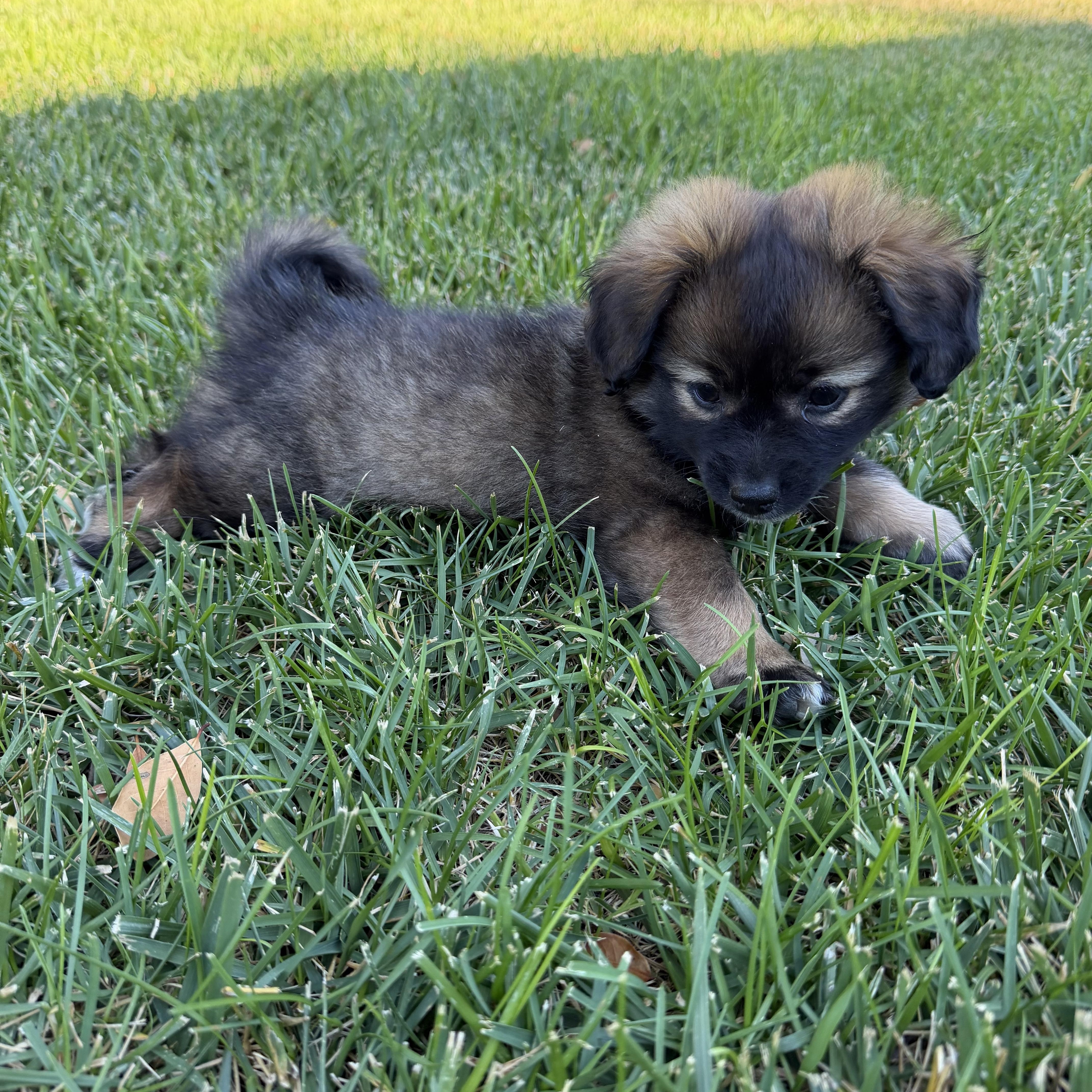 Kodiak The Fluffiest thumbnail 5