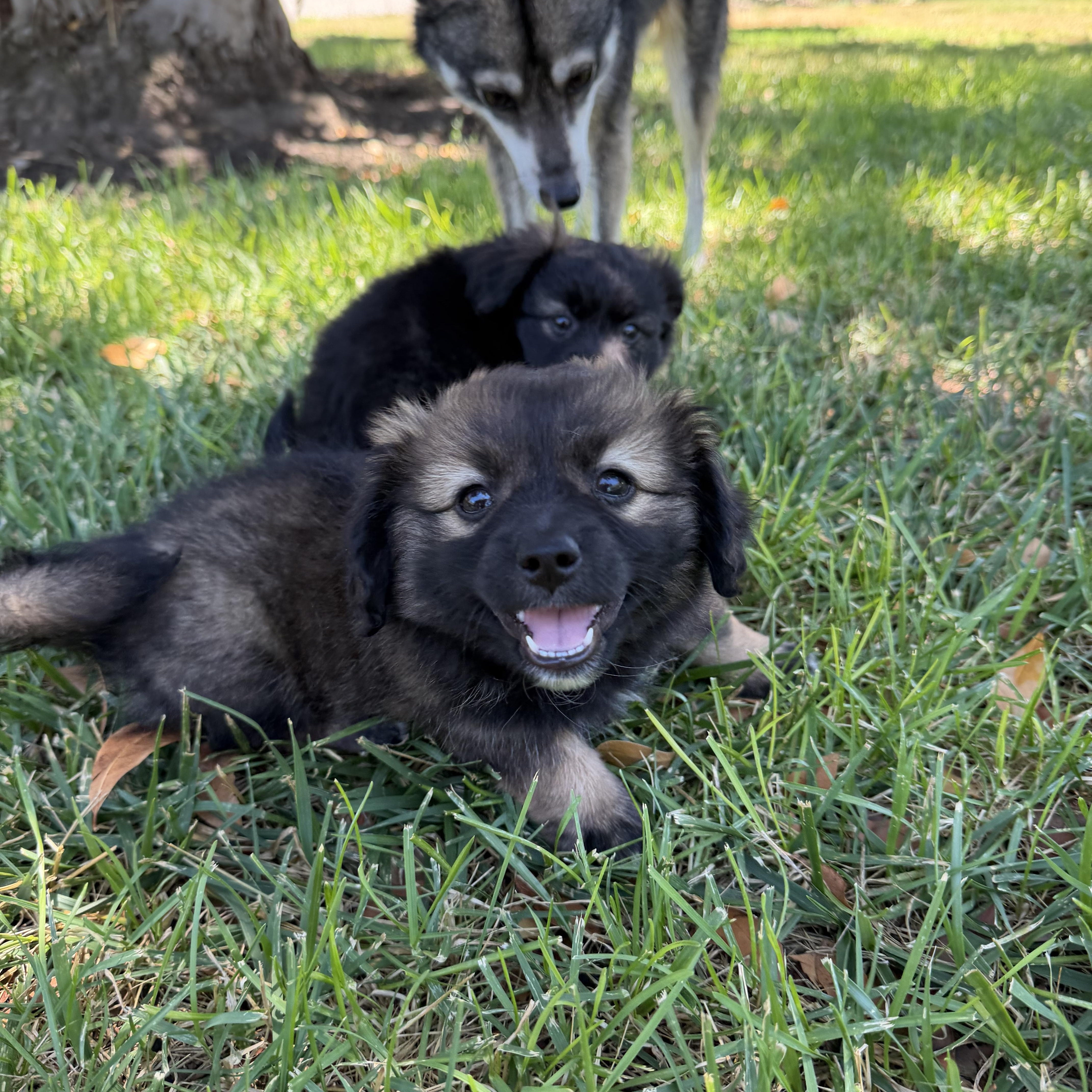 Kodiak The Fluffiest thumbnail 6