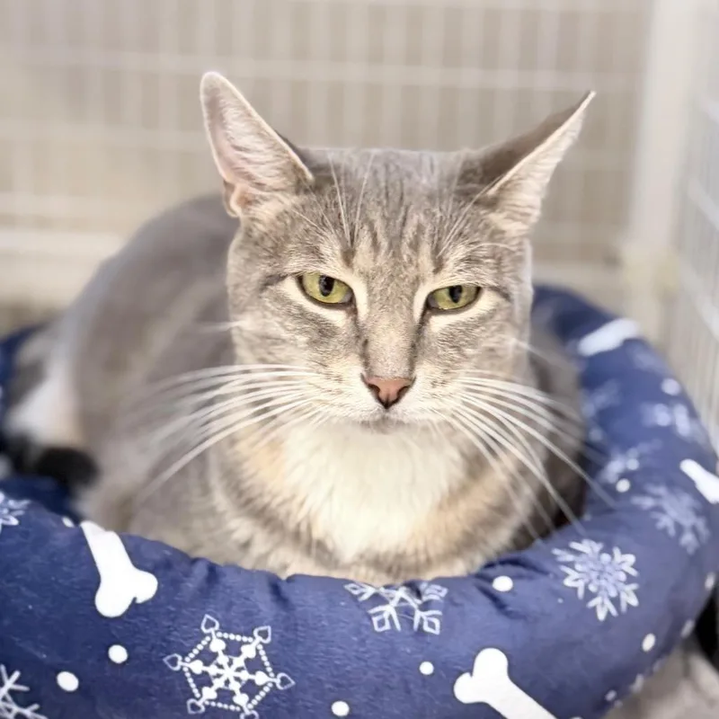 An adult extra large-sized male Gray / Blue / Silver Domestic Short Hair cat named Shoku for adoption in Medford, OR