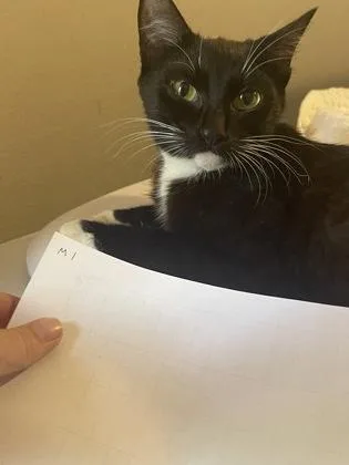 An adult medium-sized female Domestic Short Hair cat named Miss Moo for adoption in Hillsboro, OR