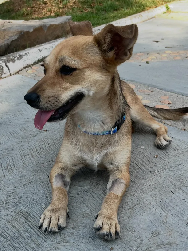 A young small-sized female Tricolor (Brown, Black, & White) Dachshund (Long Haired) dog named Felicia for adoption in Manvel, TX