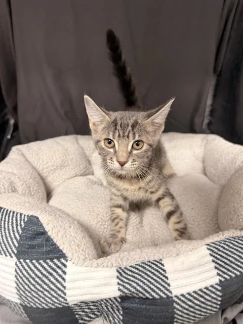 An adult small-sized female Domestic Short Hair cat named Eleven for adoption in Appling, GA