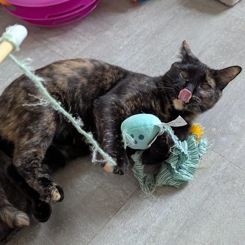 A young medium-sized female Domestic Short Hair cat named French Toast for adoption in Aberdeen, WA