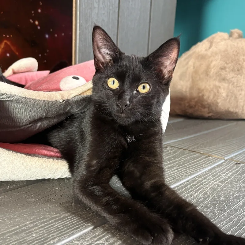 A baby small-sized male Black Domestic Short Hair cat named Orzo & Ziti for adoption in Asheville, NC