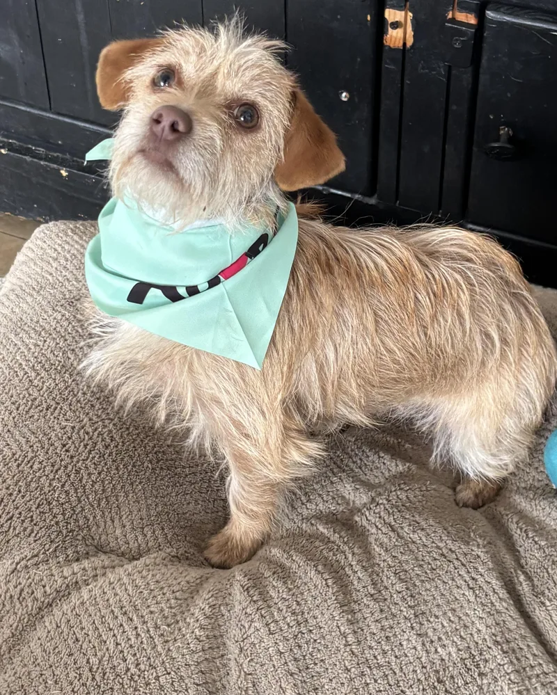A young small-sized female Yellow / Tan / Blond / Fawn Yorkie Poo dog named Chapparra for adoption in Joliet, IL