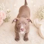 A baby medium-sized female Yellow / Tan / Blond / Fawn Labrador Retriever dog named Alcyone for adoption in Portsmouth, OH