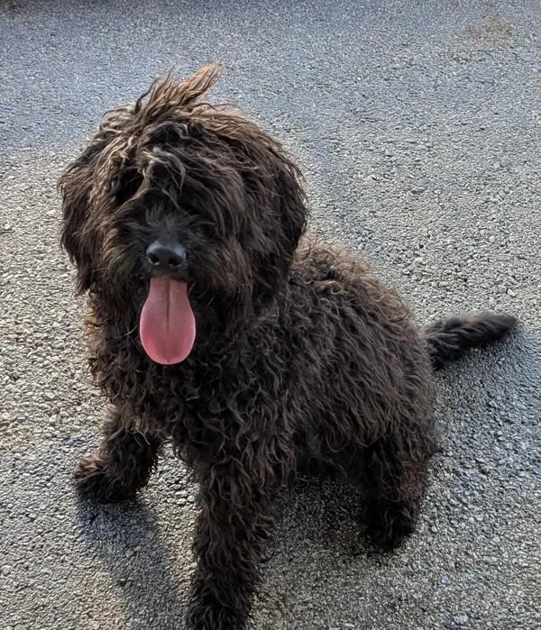 A young medium-sized male Labradoodle dog named Gucci for adoption in Osage Beach, MO