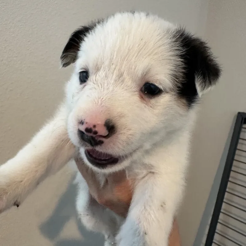 A baby medium-sized male White / Cream Cattle Dog dog named Bowie for adoption in Sacramento, CA