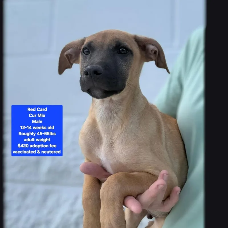 A baby medium-sized male Black Mouth Cur dog named Red Card for adoption in Oviedo, FL