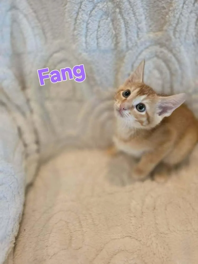 Fang thumbnail 3