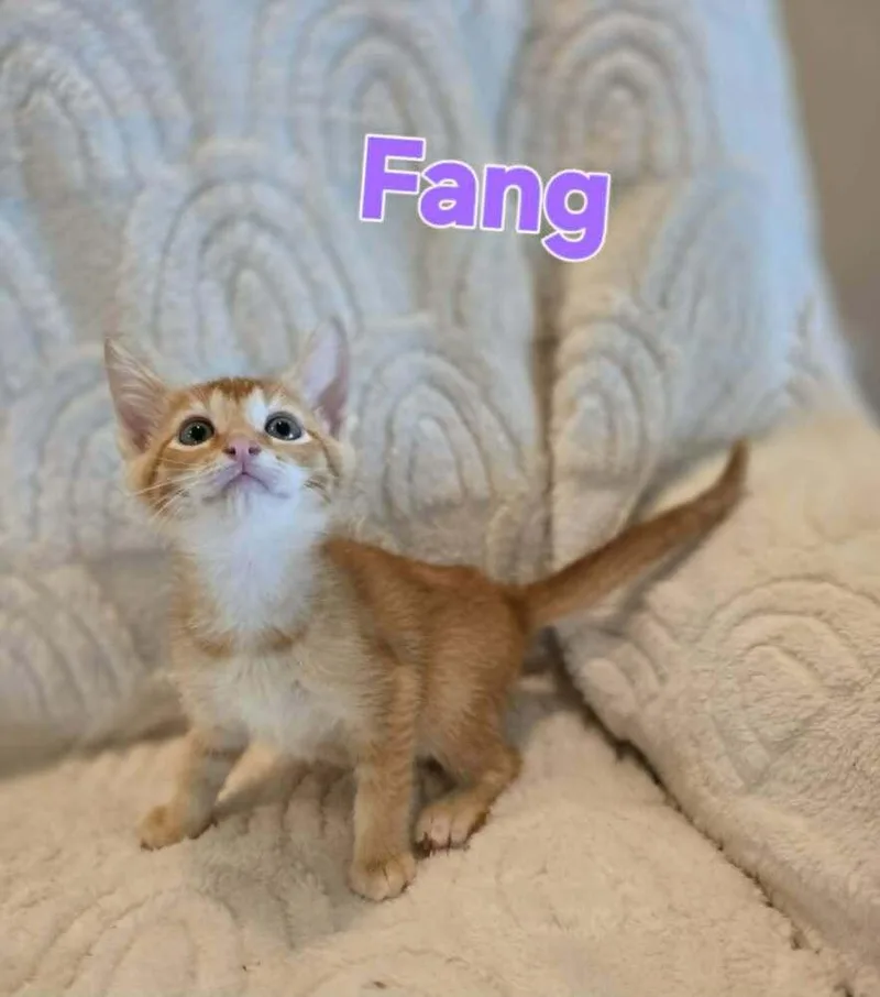 Fang thumbnail 4