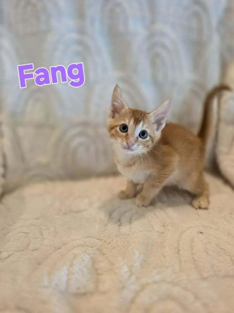 Fang thumbnail 5