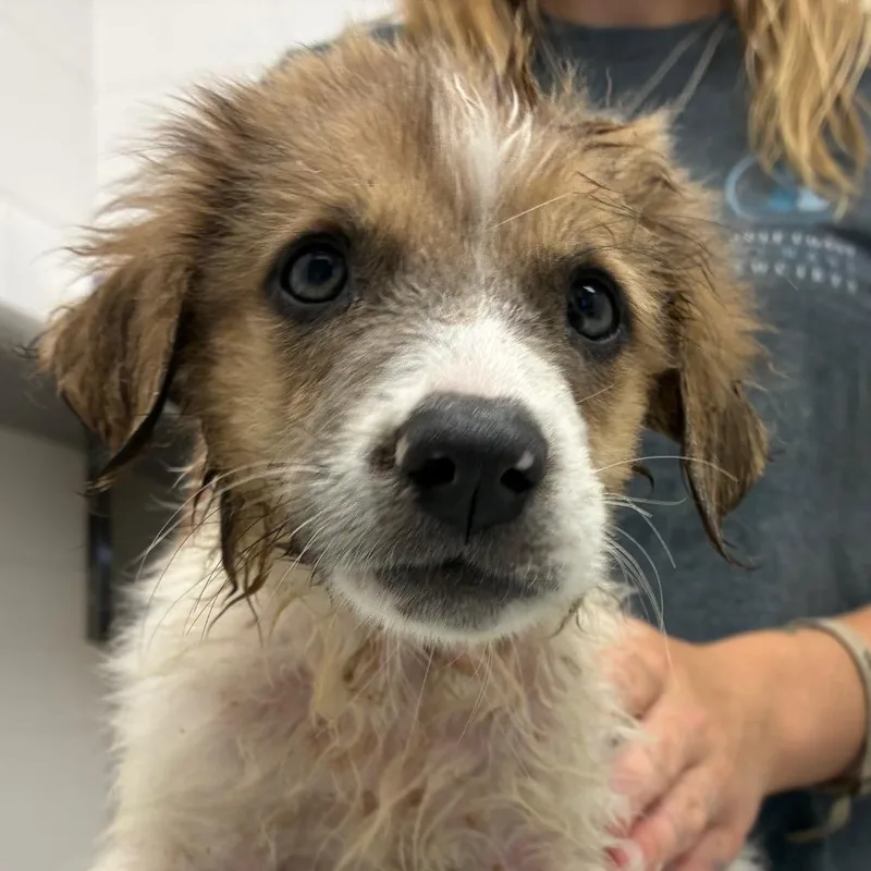 A baby small-sized female White / Cream Great Pyrenees dog named Morning Moo for adoption in Corpus Christi, TX
