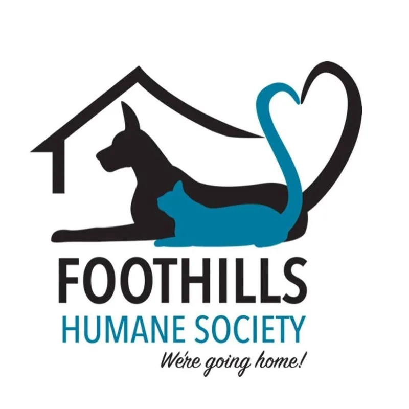 An adult medium-sized female Black Border Collie dog named Sapphire for adoption in Columbus, NC