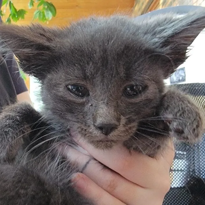 A baby small-sized male Gray / Blue / Silver Domestic Short Hair cat named Elmer for adoption in Buffalo, WY
