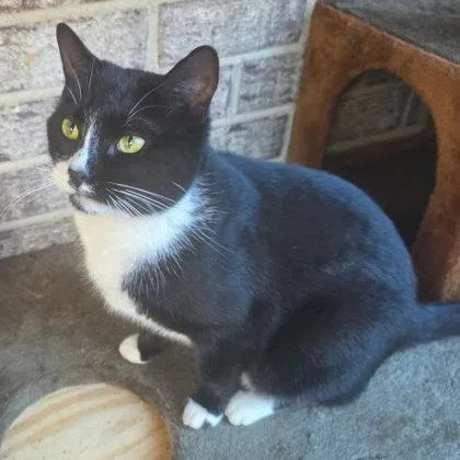 An adult medium-sized female Domestic Short Hair cat named Moxie Kershaw for adoption in Hudson, MA