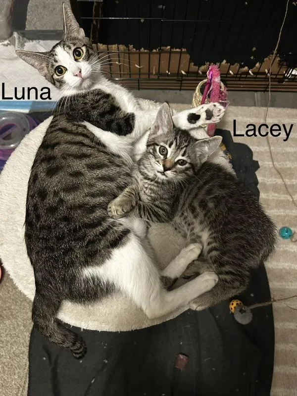 Luna thumbnail 4