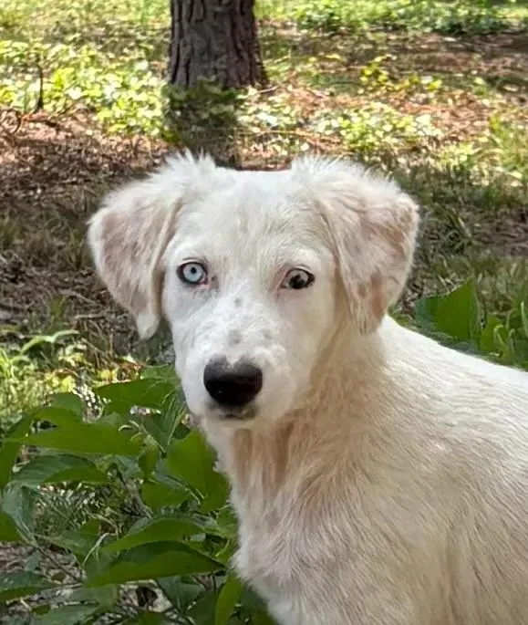 A young large-sized male White / Cream Great Pyrenees dog named Hopper for adoption in eufaula, AL