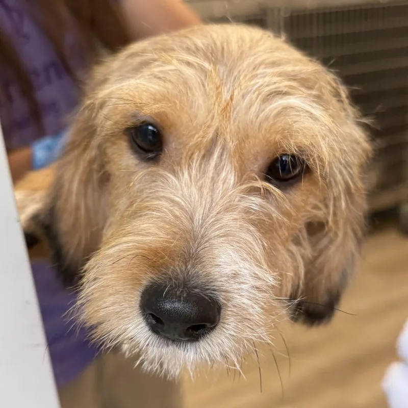 A baby small-sized male Terrier dog named Breckenridge for adoption in Cumming, GA