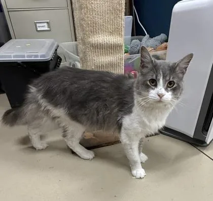 A young medium-sized male Domestic Long Hair cat named Mowgli for adoption in Wilkesboro, NC