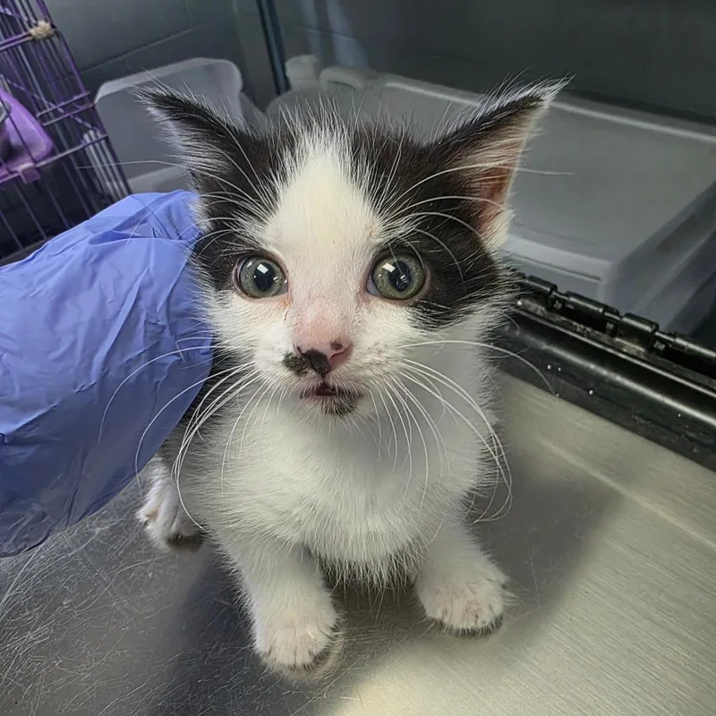 A baby small-sized female Black Domestic Short Hair cat named Dixie for adoption in Duncan, OK