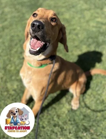 An adult extra large-sized male Hound dog named Timber for adoption in Phoenix, AZ