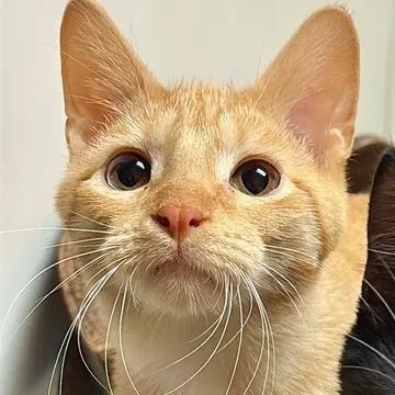 A baby small-sized male Domestic Short Hair cat named Tommy for adoption in Monticello, IL