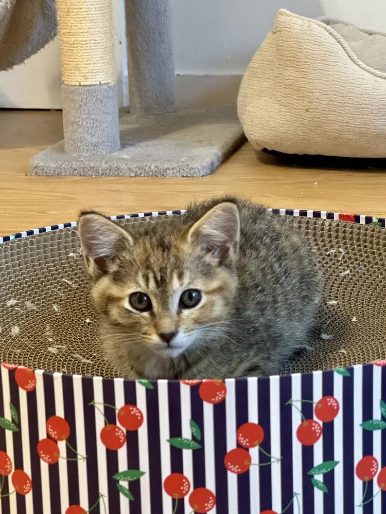 Amber