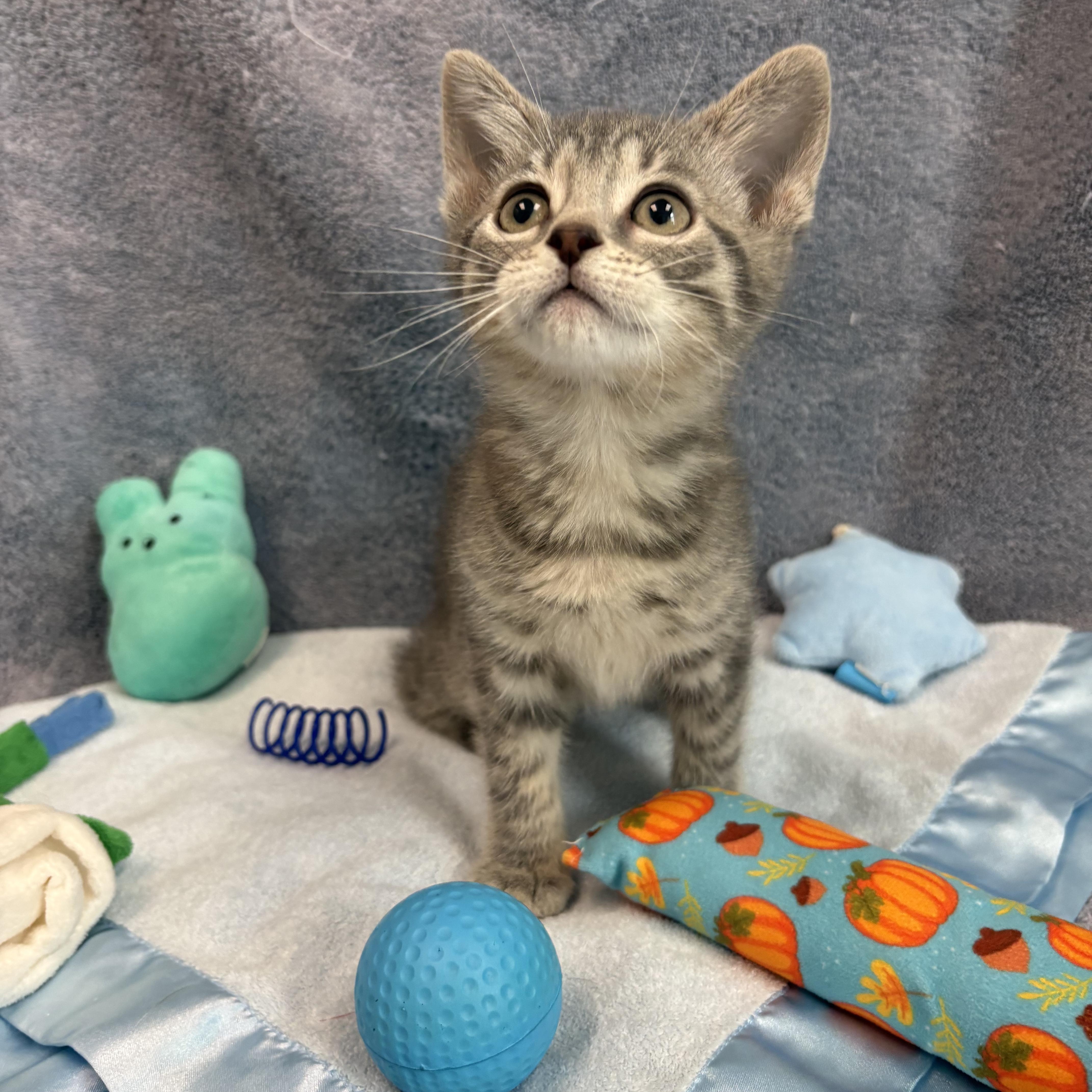 A baby medium-sized female American Bobtail cat named Polar for adoption in Bear, DE
