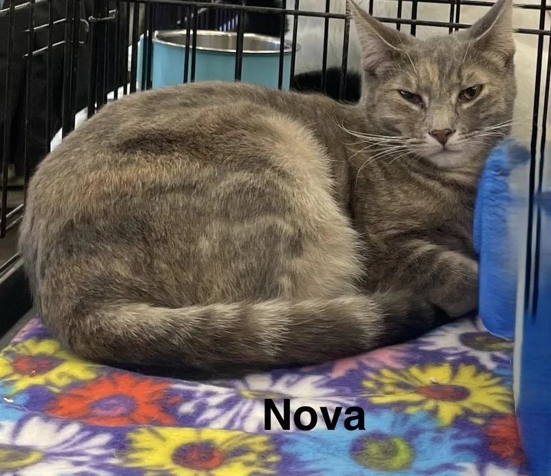 Nova N.