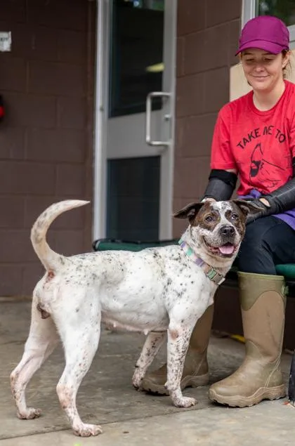 An adult medium-sized female Mixed Breed dog named Khaleesi for adoption in Chamblee, GA