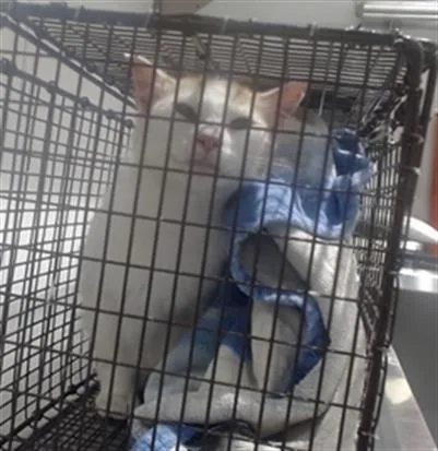 A young medium-sized female Domestic Medium Hair cat named Spain for adoption in San Francisco, CA