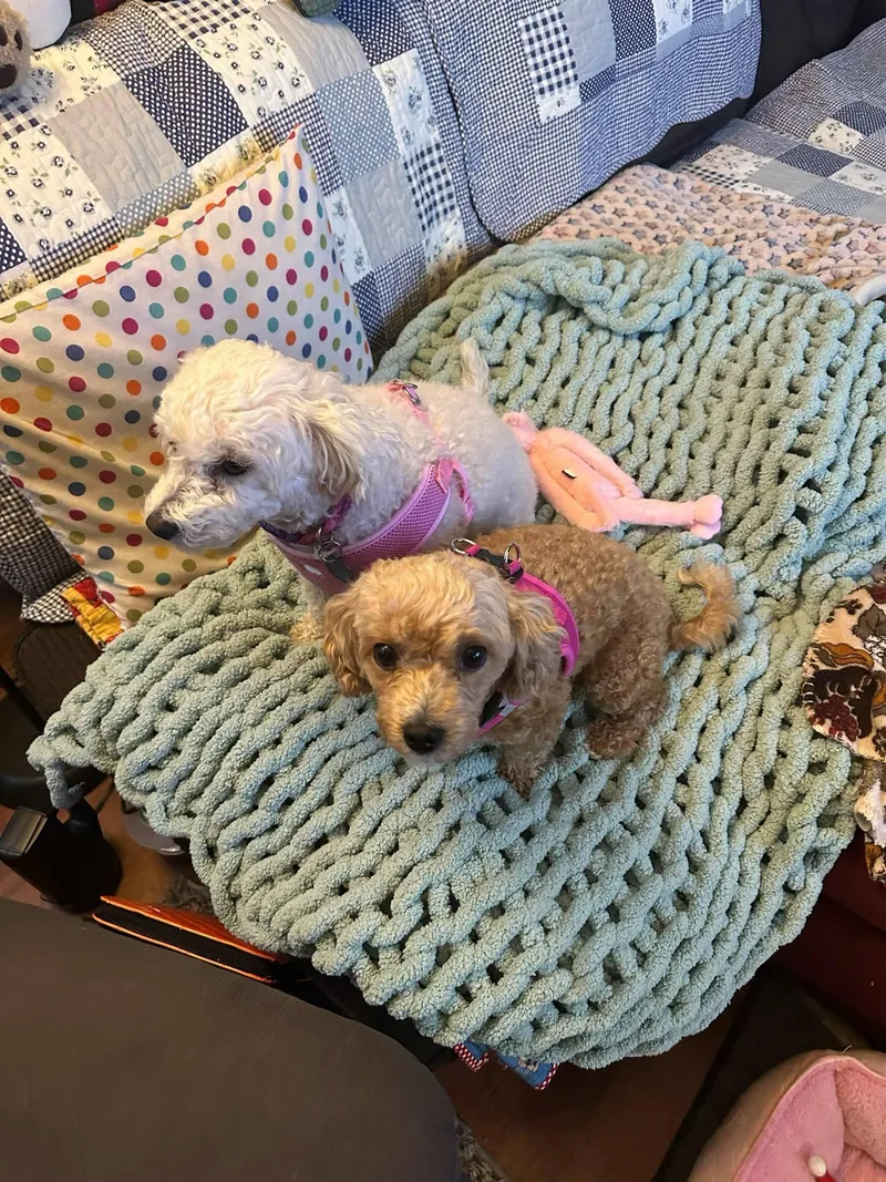 An adult small-sized female White / Cream Maltipoo dog named Cinnamon And Sugar for adoption in Cedar Rapids, IA