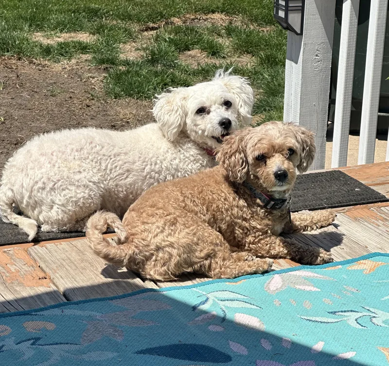 Cinnamon And Sugar thumbnail 2