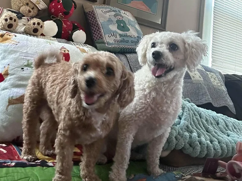 Cinnamon And Sugar thumbnail 3