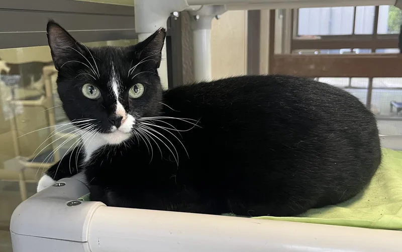 Whiskers thumbnail 2