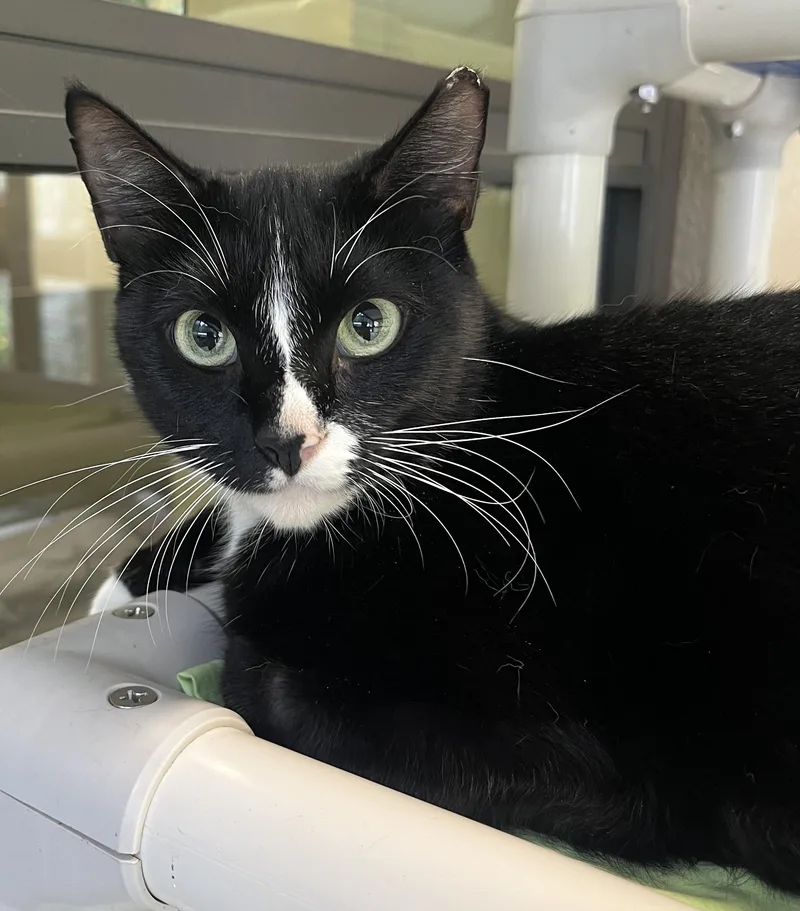 Whiskers thumbnail 3