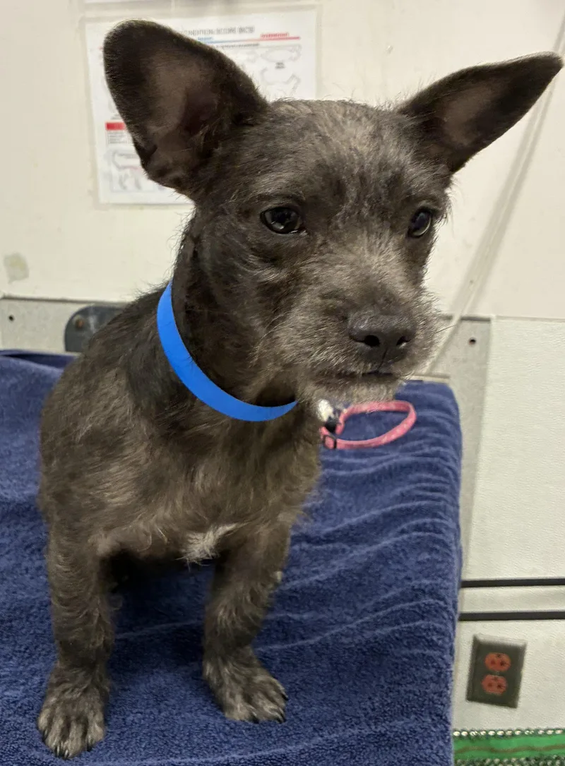 A young small-sized female Toy Fox Terrier dog named Spring for adoption in Los Angeles, CA