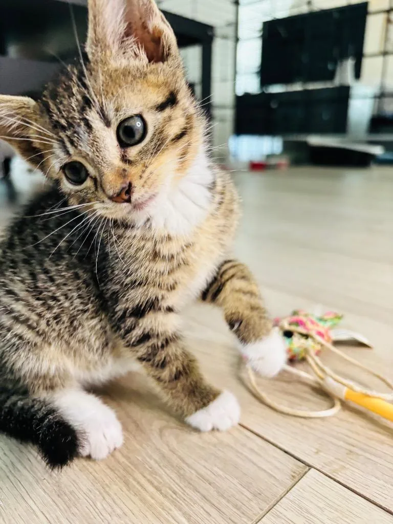 A baby small-sized female Domestic Short Hair cat named Bramble Fin for adoption in Newnan, GA