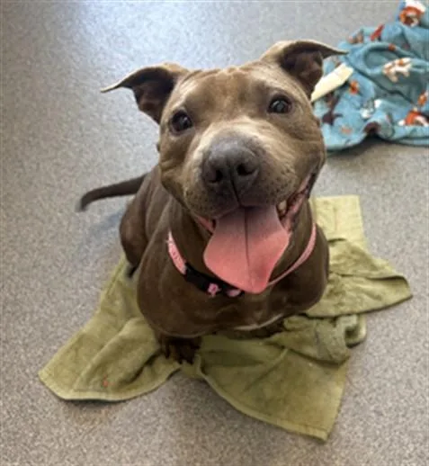 An adult medium-sized female Shar-Pei dog named Cloudy for adoption in Toledo, OH